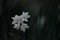 花便り　- 神秘の白 -