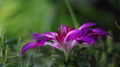 花便り　- 江戸紫の変化朝顔 -