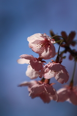 桜　- 春陽に輝く -