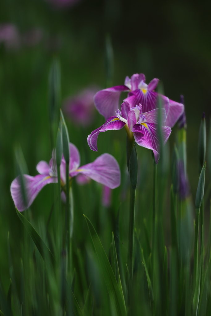 花便り　- 花菖蒲・猿踊 -