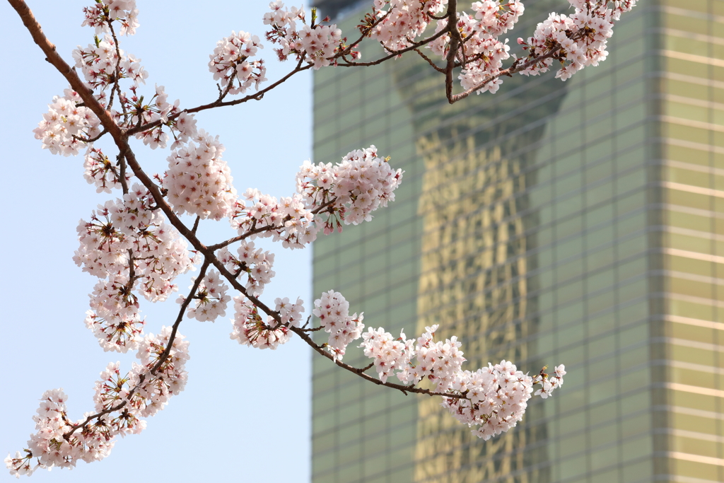 花便り　- 黄金のスカイツリーとともに -