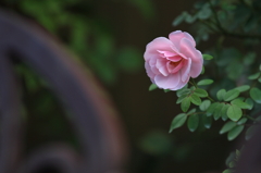 花便り　- 薔薇の囁き -