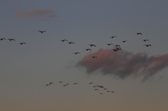 白鳥の郷　- 白鳥の帰宅と茜雲 -