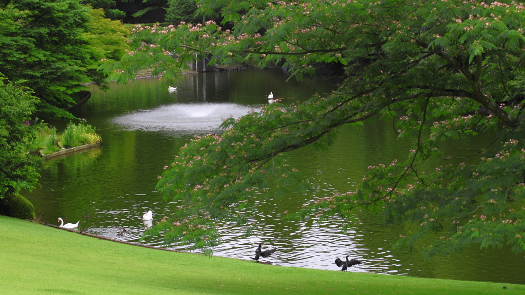 生き物写真館　- 美術館の静かな水辺の朝 -