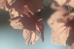 花便り　- 春爛漫の植物園 -