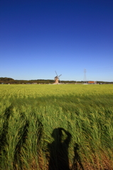 印旛沼・風車　- オジサンの夏休み -