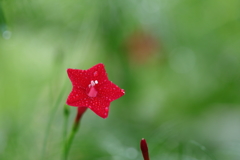 花便り　- 水滴を纏った縷紅草 -
