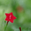 花便り　- 水滴を纏った縷紅草 -