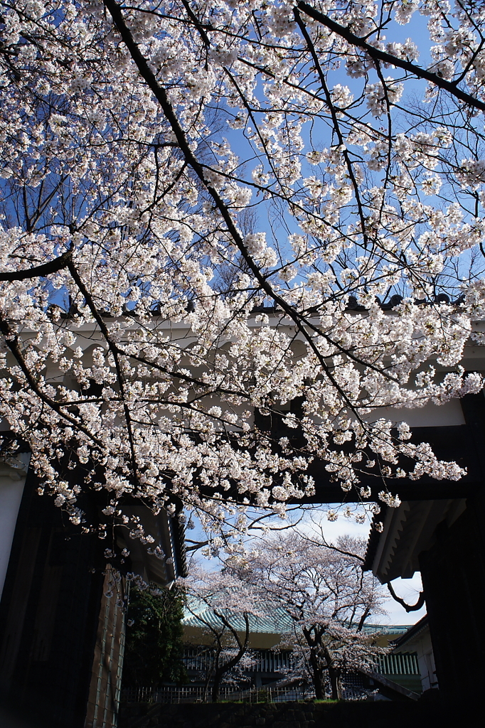 桜　- 江戸城田安門 -