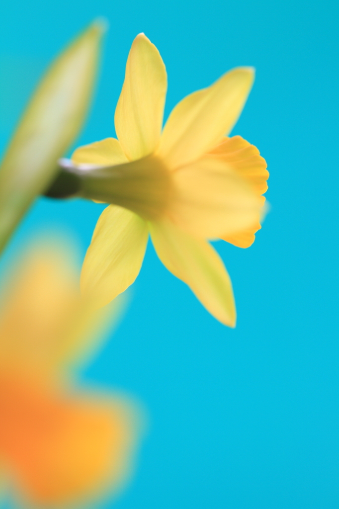 花便り　- 浅葱色と黄房水仙 -