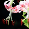 花便り　- 富と誇り -