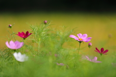 花便り　- 里山の秋桜 -