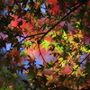 花便り　- 秋色重ね -