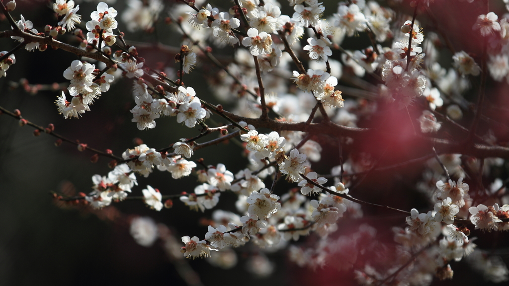 花便り　- 紅梅を添えて -