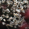 花便り　- 紅梅を添えて -