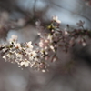 花便り　- 春もうろうの中で -
