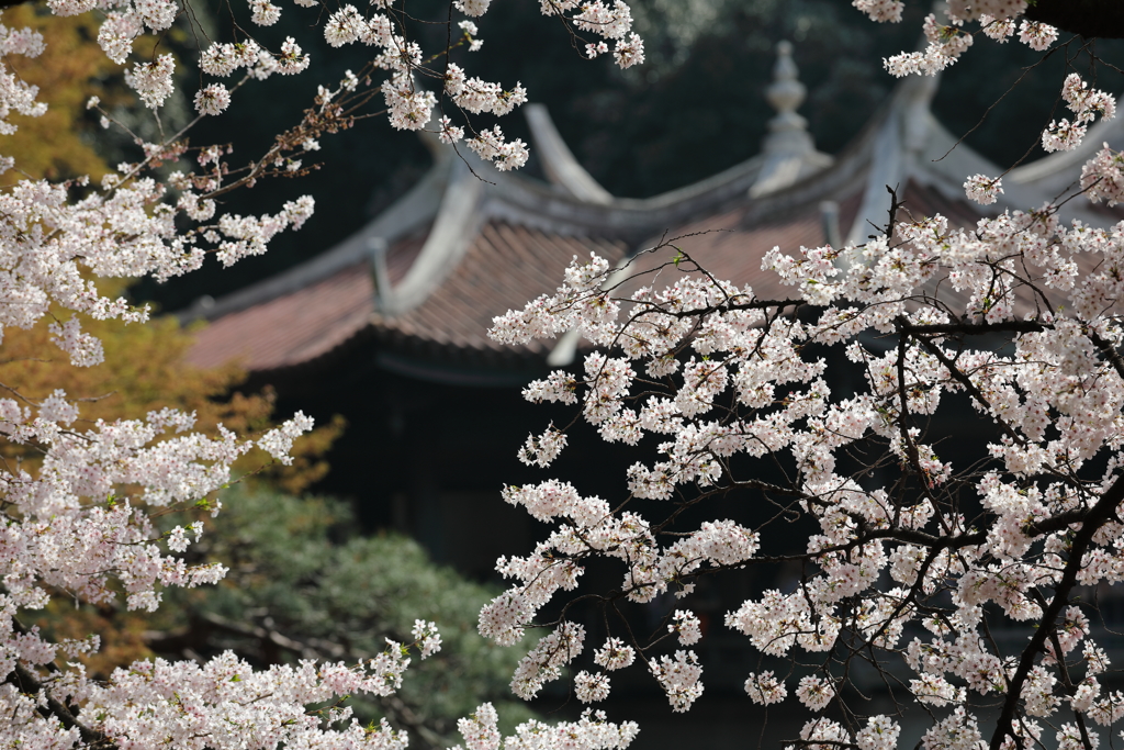 花便り　- 軒反り屋根とともに -