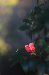 花便り　- 晩秋の紅輝 -