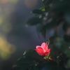 花便り　- 晩秋の紅輝 -