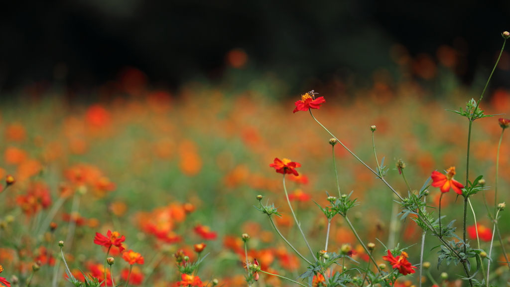 花便り　- 朱赤色に染めて -