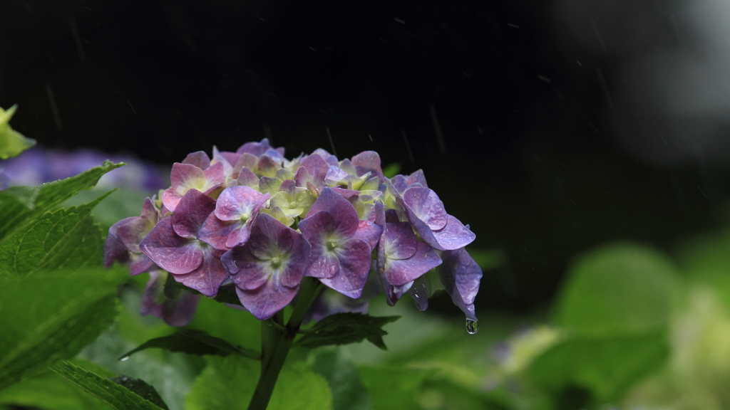 花便り　- 雨降りの紫陽花 -