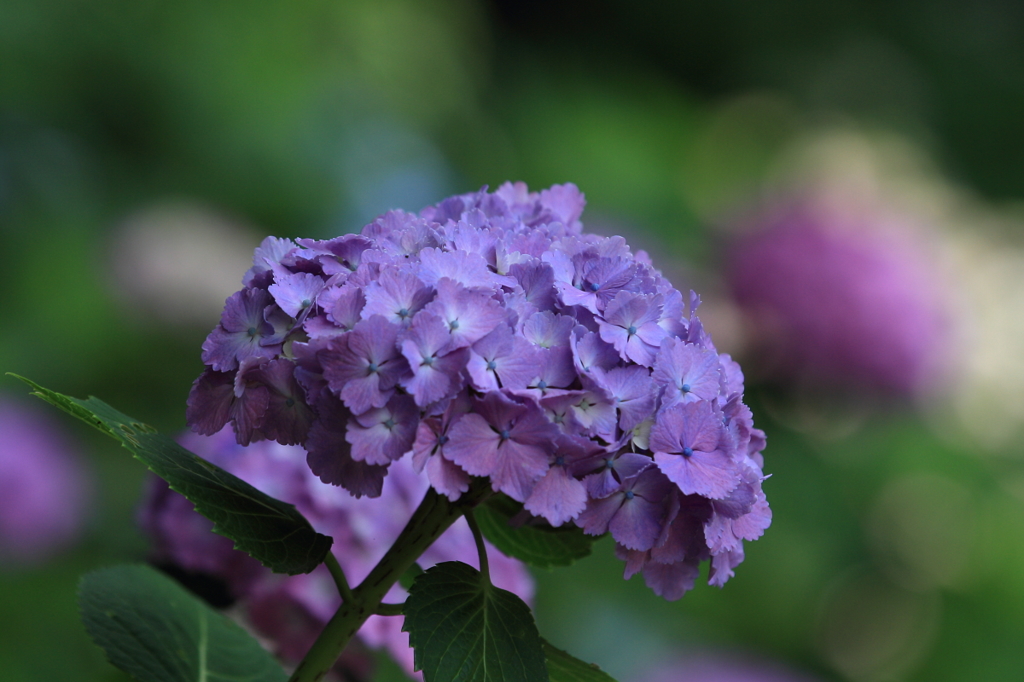花便り　- 薄紫の君 -