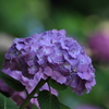 花便り　- 薄紫の君 -