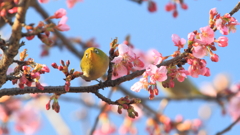 生き物写真館　- ひょうきんメジロ -