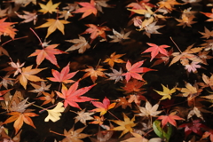 花便り　- 残秋の水辺 -