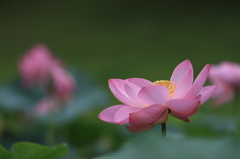 花便り　- 蓮池の雅 -