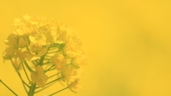 花便り　- 黄の園 -