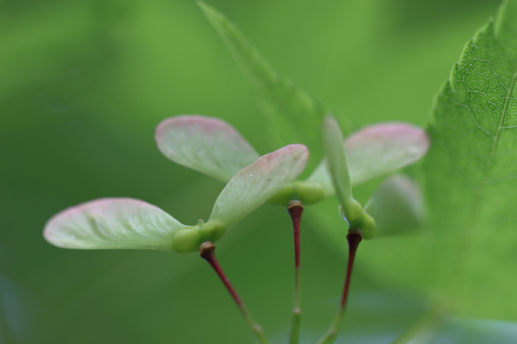 花便り　- 楓の翼 -