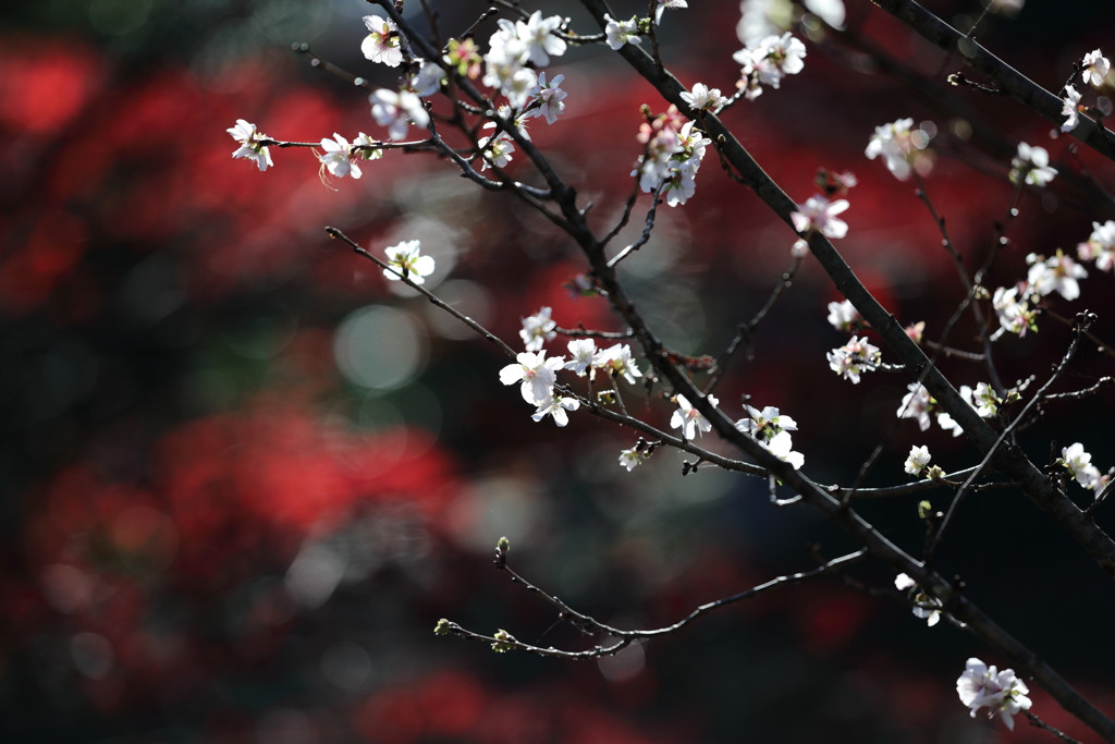 花便り　- 寒桜が咲く晩秋の皇居にて -