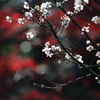 花便り　- 寒桜が咲く晩秋の皇居にて -