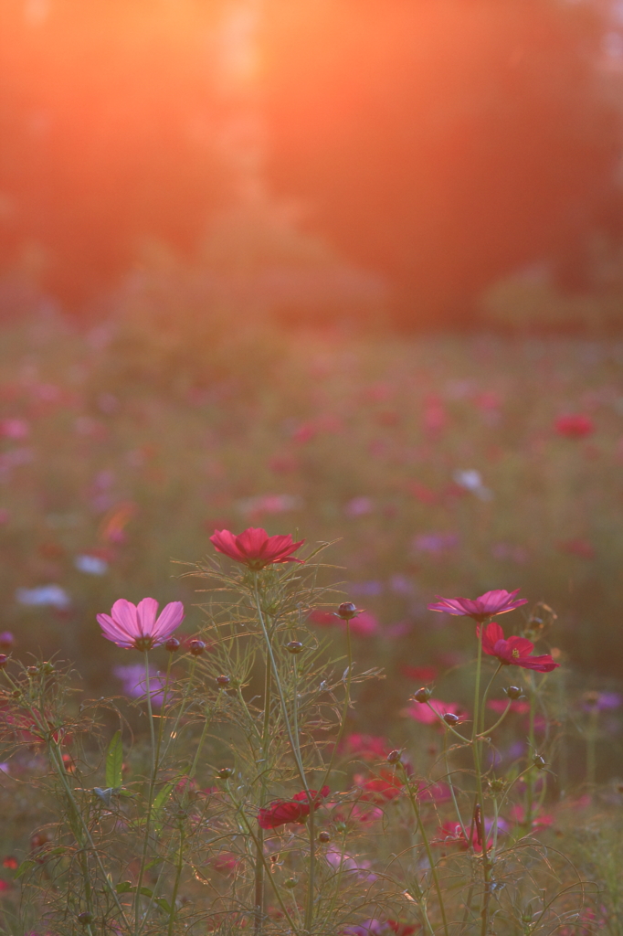花便り　- 茜色に染まって -