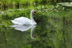 生き物写真館　- 睡蓮池の微睡み -