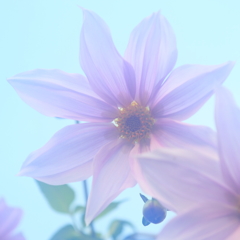 花便り　- 青空に咲く大輪 -