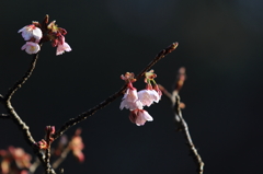 花便り　- 寒桜の輝き -