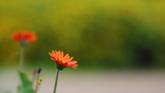 花便り　- 冒険心 -