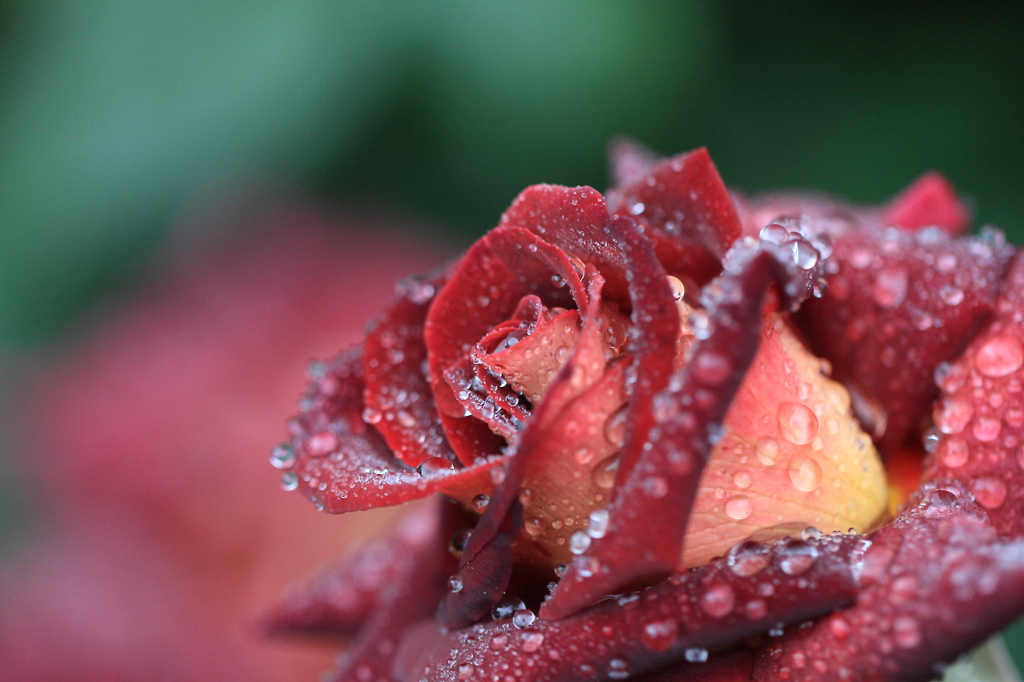 花便り　- 魅惑の雨薔薇 -