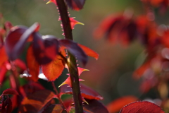 花便り　- 秋陽に輝く棘葉 -