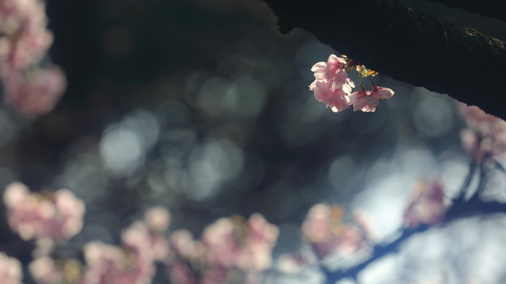 花便り　- 胴に咲く -