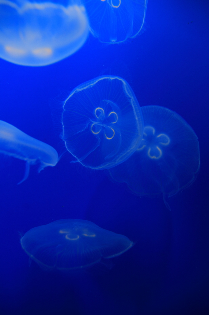 生き物写真館　- 蒼の漂い -