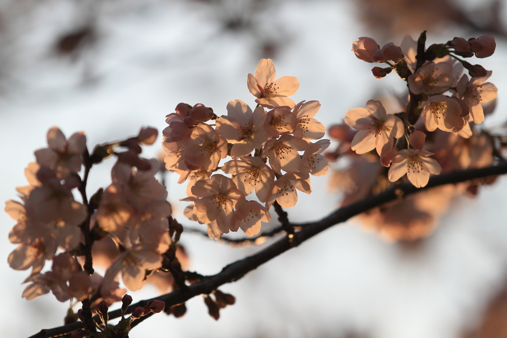 花便り　- 茜桜 -
