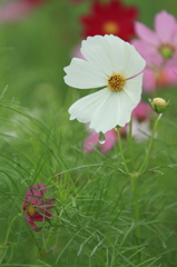 秋桜　- 雫落下 -