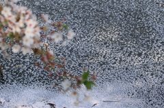 水面の花