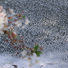 水面の花