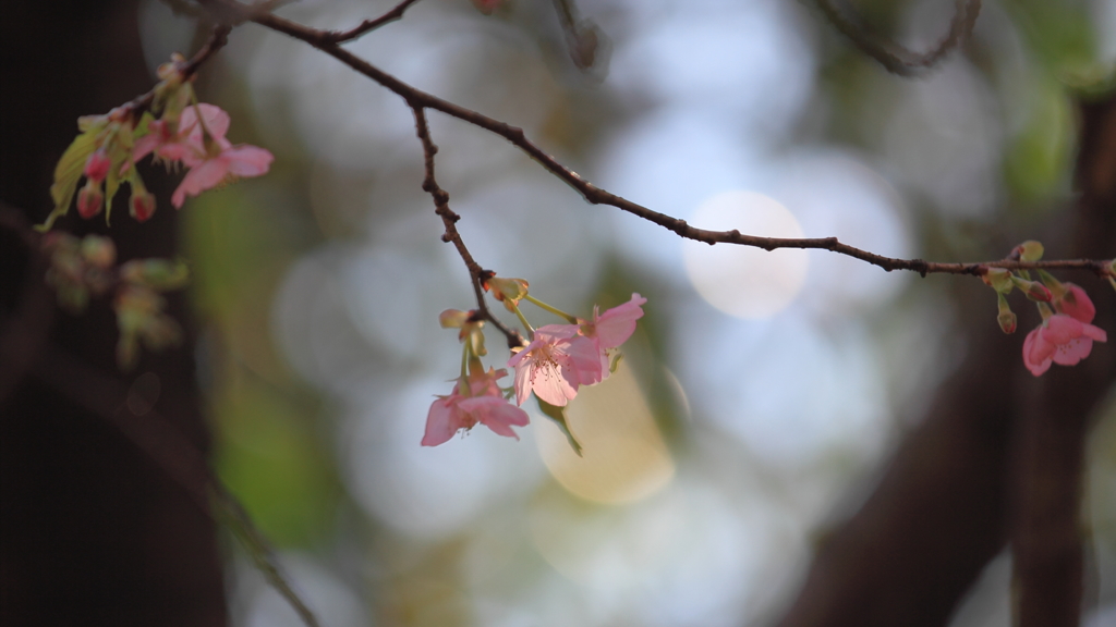 花便り　- 河津の輝き -