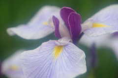 花便り　- 紫の耳 -