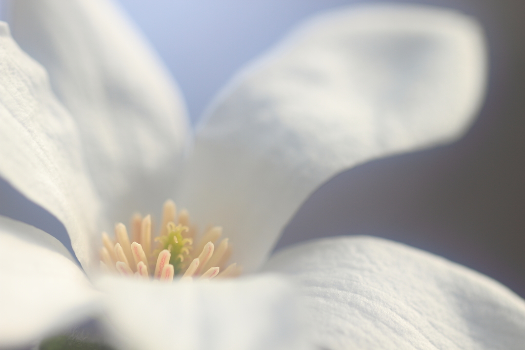 花便り　- 春醒白花 -
